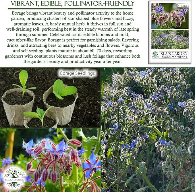Borage Flower & Herb Seeds (Borago officinalis) – 125+ Non-GMO Heirloom Seeds by Isla’s Garden Seeds, Edible Blue Blossoms for Garnish & Herbal Tea, Pollinator-Friendly Annual, Easy to Grow, Gift Idea