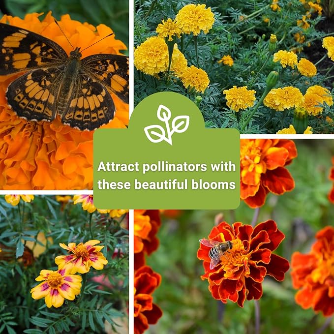 Sow Right Seeds - Marigold Collection Flower Seeds for Planting - Non-GMO Heirloom Packet with Instructions - Crackerjack, Sparky & Dainty Marietta - Companion Plants Attract Pollinators, Deter Pests