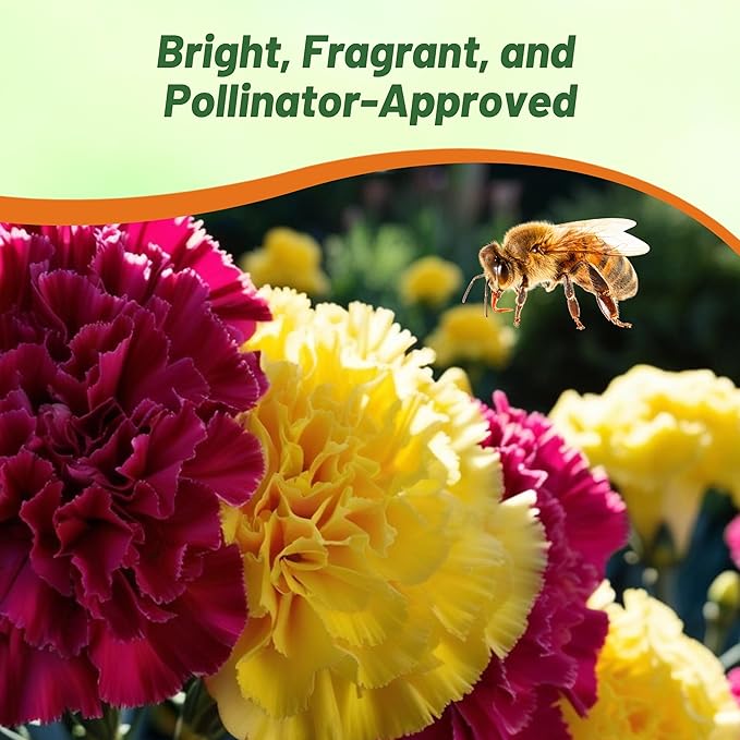 Outsidepride Bananaberry Fizz Carnation Seeds - 100 Pcs Perennial, Easy to Grow Flower Seeds for Planting with Fragrant Blooms, Ideal for Pollinators, Cutting Gardens, Bouquets, & Floral Arrangements