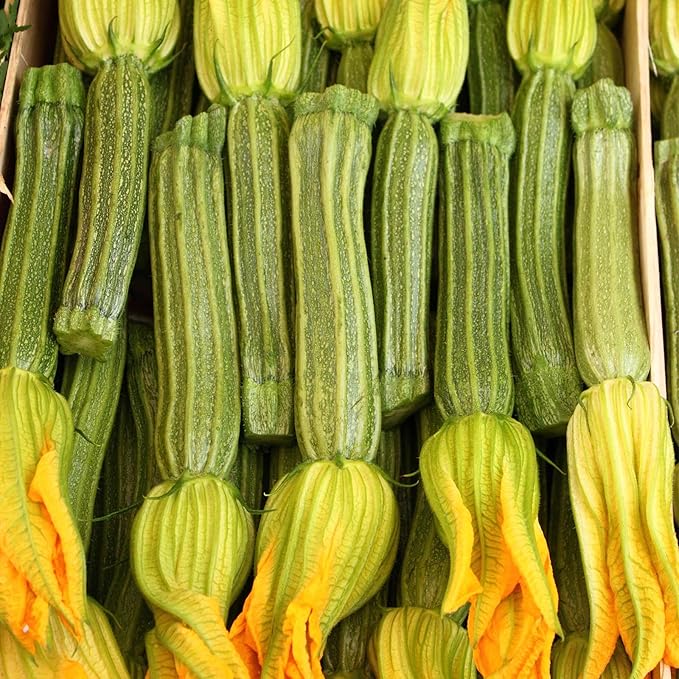 Greyzinni Hybrid Zucchini Summer Squash Garden Seeds - 1 Oz - Non-GMO - Vegetable Gardening Seed