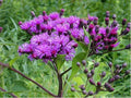 Ironweed- Vernonia Fasciculata- 200 Seeds