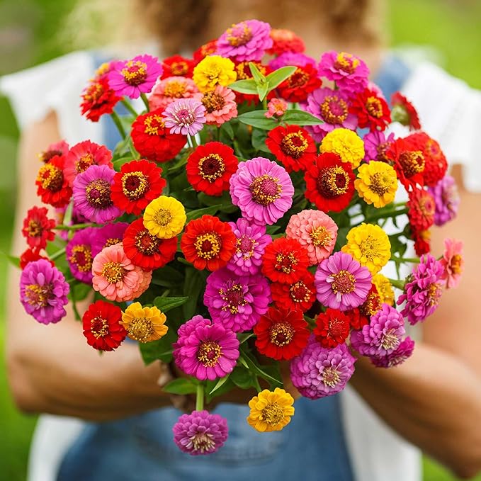 Eden Brothers Zinnia Seeds - Lilliput Mix, Non-GMO Seeds for Planting, 1/4 lb | Low-Maintenance Flower Seeds, Plant During Spring, Zones 3, 4, 5, 6, 7, 8, 9, 10