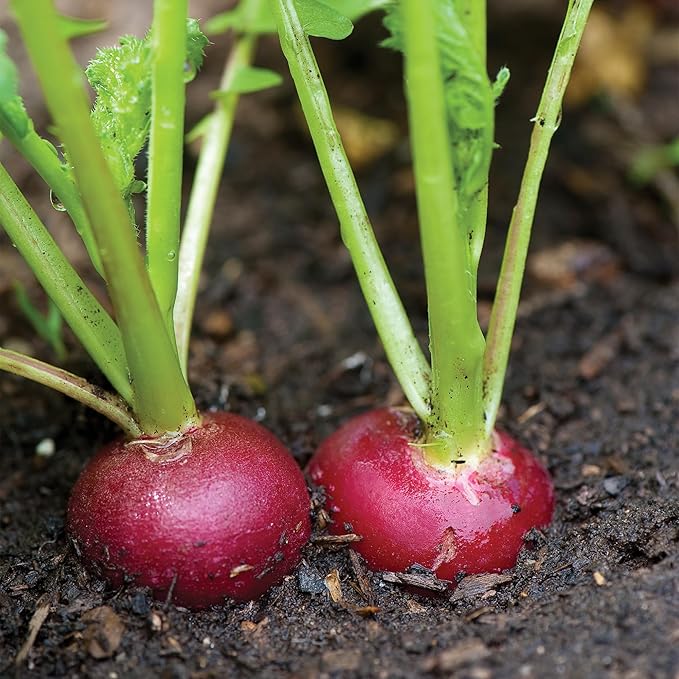 Burpee Crimson Giant Radish Seeds - Large, Mild-Flavored Roots