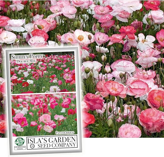 Double Shirley Mix Poppy Seeds for Planting, 3000+ Flower Seeds Per Packet, (Isla's Garden Seeds), Non GMO & Heirloom Seeds, Botanical Name: Papaver rhoeas, Great Poppies for a Gift