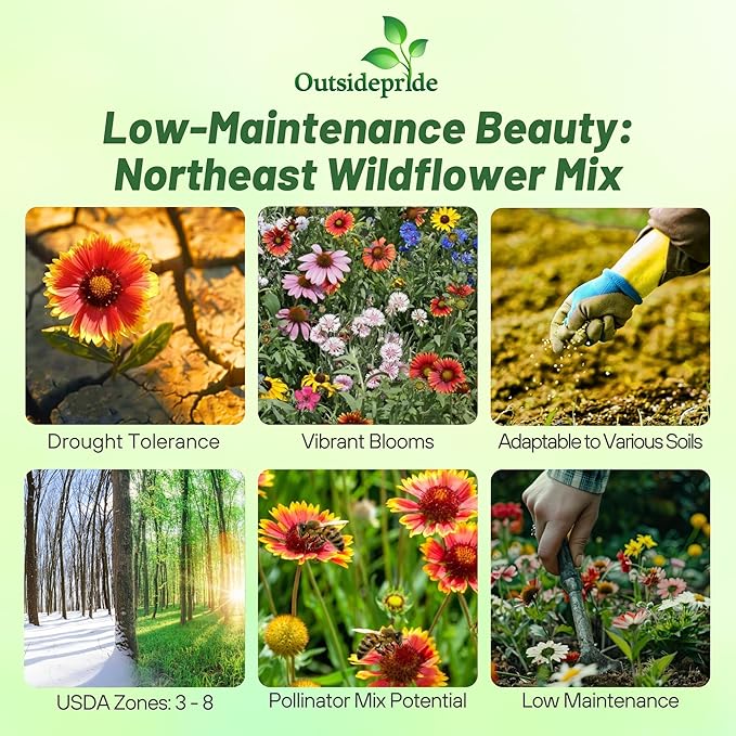 Outsidepride Northeast Wild Flower Seed Mix - 1 lbs Premium Blend of Vibrant Biennial & Annual Wildflower Seeds for Northeastern States, Ideal for Meadows, Borders & Gardens, & Attracting Pollinators