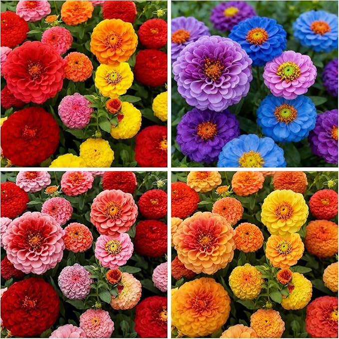1500+ Crazy Blend Zinnia Seeds for Planting Non-GMO Annual Zinnia Flowers Seeds Vibrant Zinnia Elegans for Pollinator Gardens, Borders & Containers