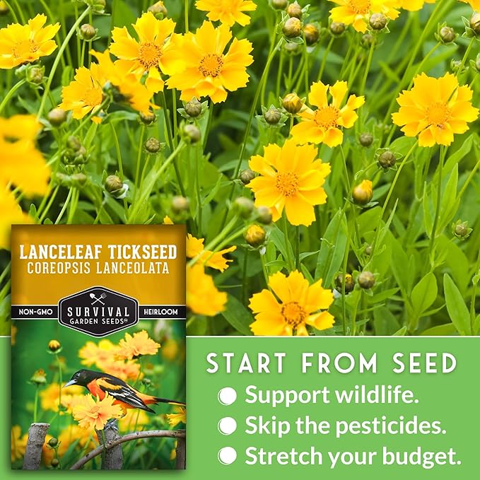 Native Lanceleaf Tickseed Seeds for Planting (Coreopsis Lanceolata) | Golden Yellow Blooms | Heat & Drought Tolerant Wildflower - Survival Garden Seeds - 1 Pack