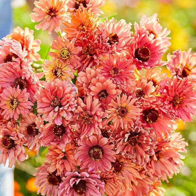Eden Brothers Zinnia Seeds - Senorita, Non-GMO Seeds for Planting, 1 oz | Low-Maintenance Flower Seeds, Plant During Spring, Zones 3, 4, 5, 6, 7, 8, 9, 10