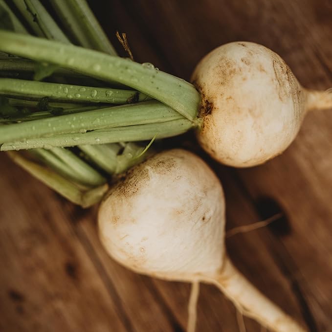 White Egg Turnip - 250 Seeds - Tender, Sweet & Flavorful Roots, Easy Grow Vegetable, Non-GMO Heirloom Turnip Seeds for Planting in The Home Garden, Thresh Seed Company