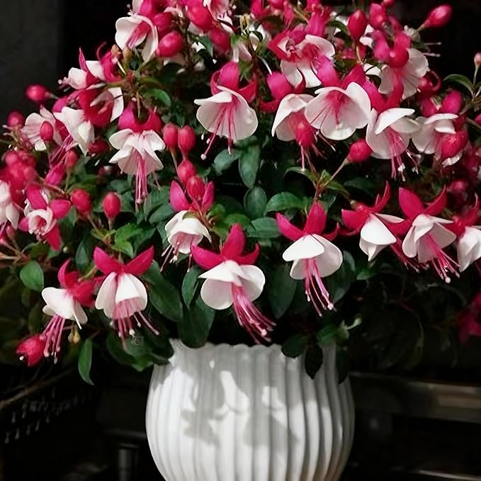 Fuchsia Flower Seed for Planting, 200+ Mixed Fuchsia Seeds, Perennial Flower Plants, Non-GMO Heirloom Flower Seed for Home Garden