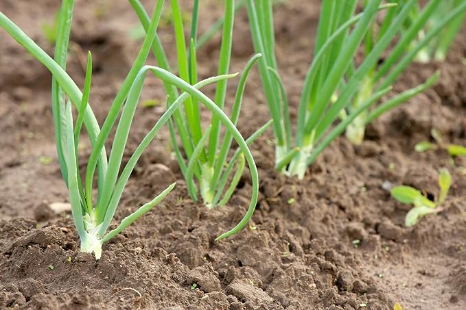 Onion Sets White(100 bulbs) Garden Vegetable