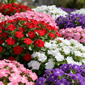 1000+ Perennial Vinca Periwinkle Flower Seeds, Mixed Color Heirloom Vinca Periwinkle Flower Seeds, Ground Cover Seeds for Home Garden and Outdoor
