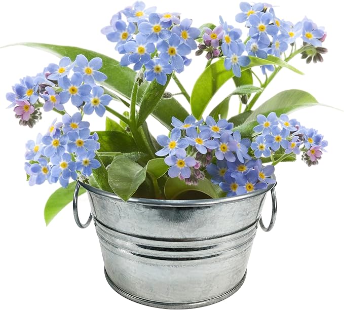 Unique Gardener Flowering Tin Plant Seeds 3 Variety Pack, DIY Indoor Succulents and Live Plants for Home or Garden Planting, Assorted Tin Pack