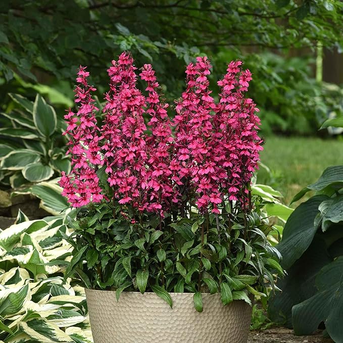 Eden Brothers Lobelia Seeds - Starship Rose
