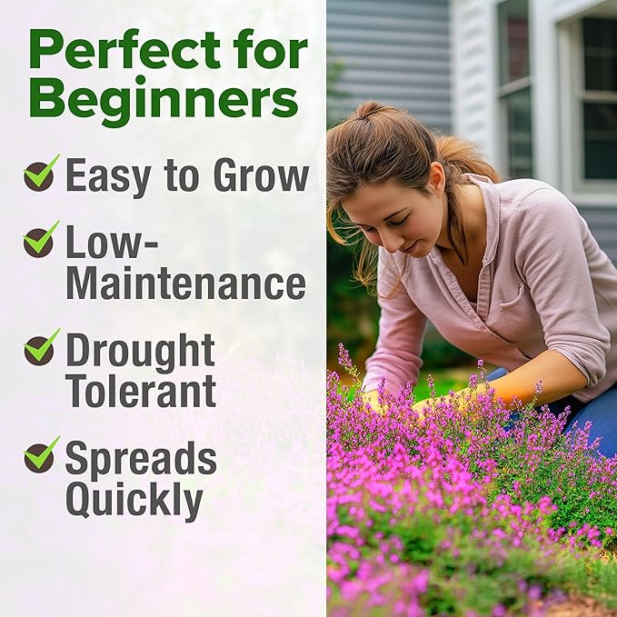 HOME GROWN Purple Creeping Thyme Seeds Non GMO Ground Cover Flowers 22,000+ Edible Herb Seeds for Planting Lawns & Paths 3g Perennial Thymus serpyllum