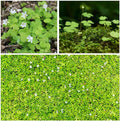 10000+ White Irish Moss Seeds for Planting, Non-GMO Moss Ground Cover Plant Creeping White Flower Green Carpet Clover Seed for Planting Garden Yard Lawn