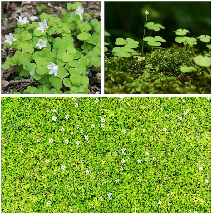 10000+ White Irish Moss Seeds for Planting, Non-GMO Moss Ground Cover Plant Creeping White Flower Green Carpet Clover Seed for Planting Garden Yard Lawn