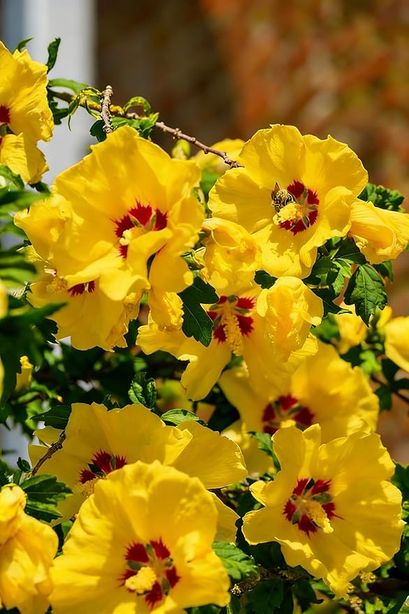Hibiscus grandiflorus Seeds for Planting, 99+pcs Perennial Giant Hibiscus Grandiflorus Flower Seeds, Non-GMO Heirloom Rare Beauty Blooms Flowers Plants for Home Garden Outdoors