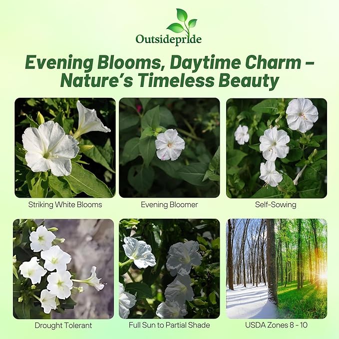 Outsidepride White Four O'clock Flower Seeds - 1 lb Perennial Fragrant, Trumpet-Shaped Blooms, Deer-Proof & Easy to Grow, for Pollinator & Evening Gardens, Containers, Hedges, or Borders
