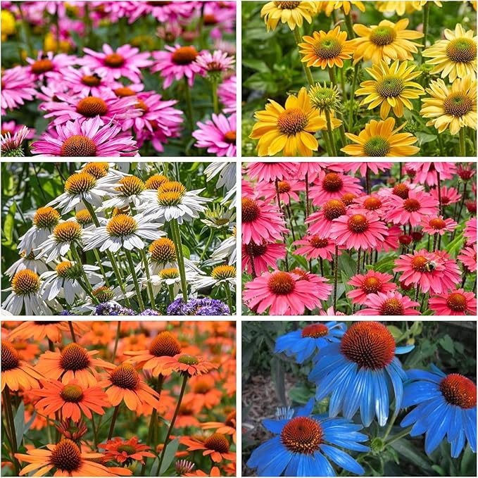 800 Mixed Coneflower Seeds - Echinacea Flower Perennial Chrysanthemum Bloom Flowers Rare Plant Flower Seed Coneflower Seeds