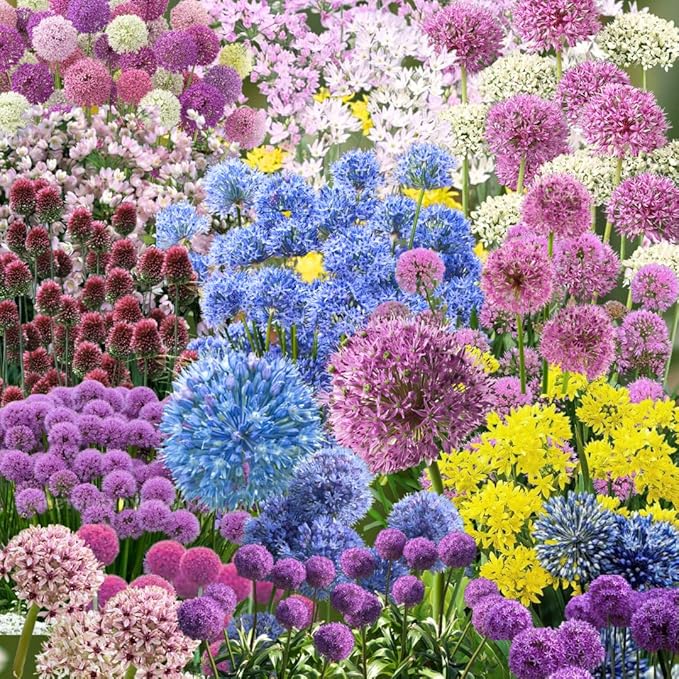 30 Mixed Allium Bulbs, Ornamental Allium Bulbs, Mix Perennial Flowering Onion Alliums Bulb, Easy to Grow, Colorful Flower Bulbs for Spring Blooms, Gardens, Pots and Landscaping