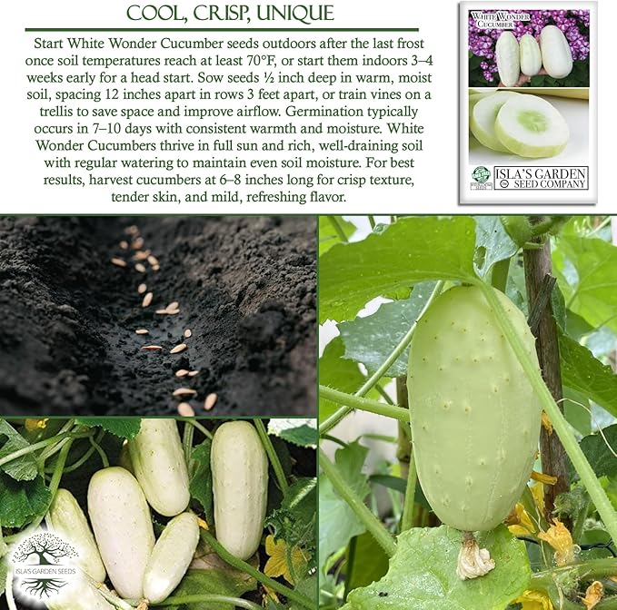 White Wonder Cucumber Seeds – 50+ Heirloom Non-GMO Seeds by Isla’s Garden Seeds, Crisp & Mild Flavor, High-Yield Variety, Perfect for Home Gardens, Easy to Grow, Great for Fresh Eating & Pickling