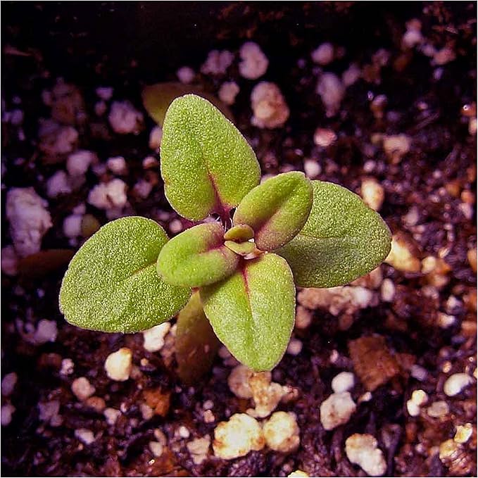 Seed Needs, Mother of Thyme Creeping Thyme Seeds 5,000 Seeds for Planting Thymus serpyllum - Perennial Flowers for Rock Gardens & Groundcover (1 Pack)