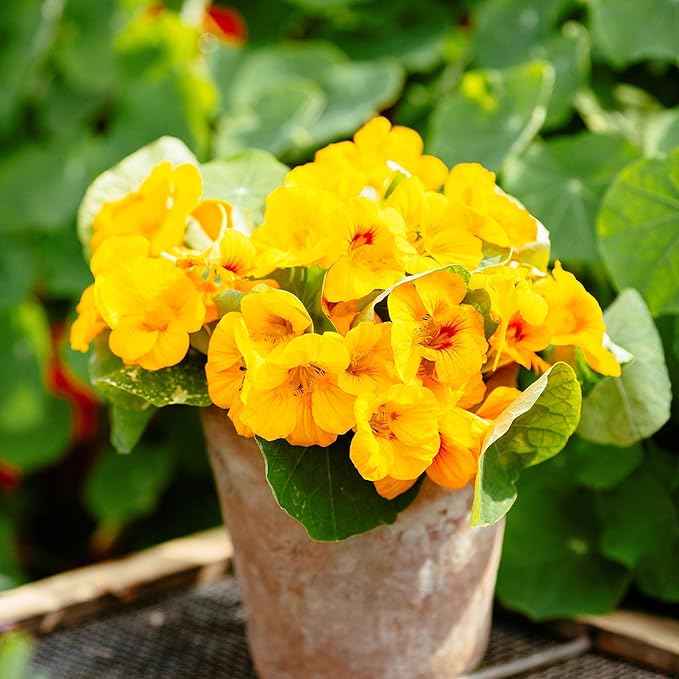 Eden Brothers Nasturtium Seeds - Alaska Gold Non-GMO Seeds for Planting, Packet | Low-Maintenance Flower Seeds, Plant During Spring Season, Zones 1, 10, 2, 3, 4, 5, 6, 7, 8, 9