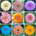 1200 Mixed Zinnia Dahlia Seeds for Outdoor Planting – Flower Seeds Large Blooms with High Germination, Ideal for Garden Borders & Balcony Beautification