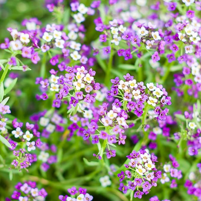 Seed Needs Royal Carpet Alyssum Seeds for Planting - Heirloom & Untreated - Tender Perennial Flowers to Attract Pollinators to Rock Gardens, Pots, Containers & Window Boxes (5 Packs)