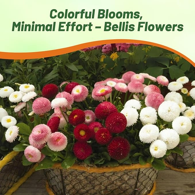 Outsidepride Mix Bellis English Daisy Seeds for Planting - 5000 Pcs Biennial, Self-Seeding, Compact Flower Seeds with Button-Like Blooms, Ideal for Container Arrangements, Beds & Garden Borders