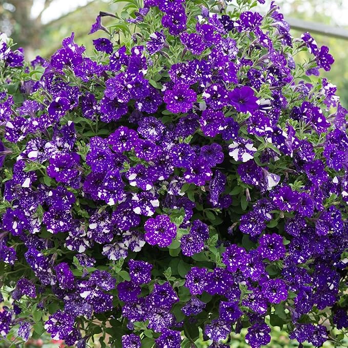 Rare Night Sky Petunia Seeds - 500+ Dwarf Wave Petunia Flower Non-GMO Heirloom Seeds for Planting Home Garden
