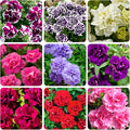 250+ Mixed Petunia Hybrida Flower Seed for Planting Outdoor Non GMO