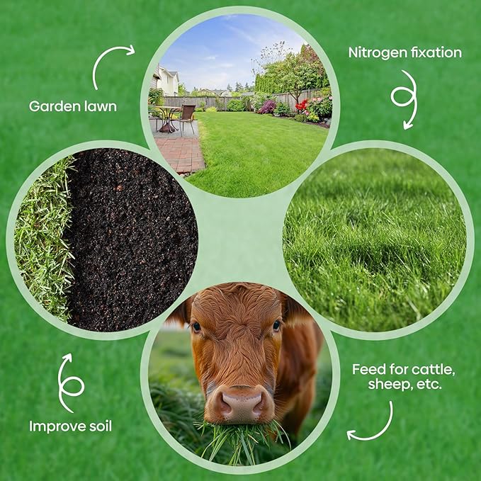 Groundio Winter Rye Seeds, 3lbs Non-GMO Cover Crop Seeds, Annual Secale Cereale to Plant for Lawn Alternative, Rye Grass Seed Grown in The USA