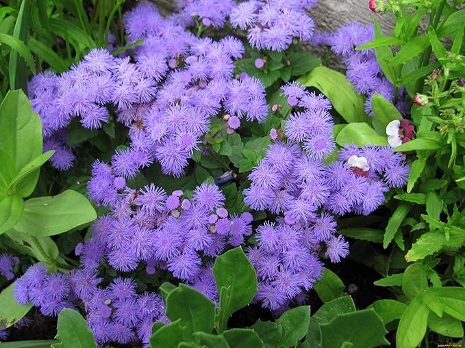 Ageratum Blue Ageratum houstonianum Flossflower Blue Mink Garden Seeds for Planting 400+ Seeds