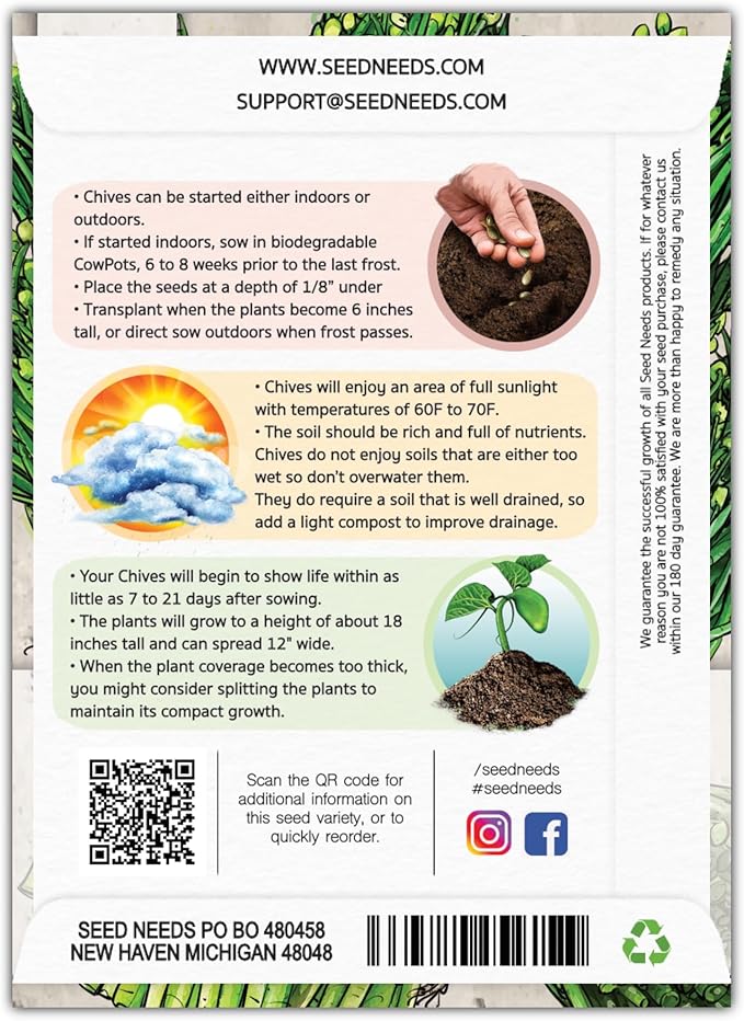 Seed Needs Chive Seeds for Planting Garlic Chives - Non-GMO Heirloom & Untreated Perennial Herbs to Grow an Indoor or Outdoor Home Herb Grown Garden (1 Pack)