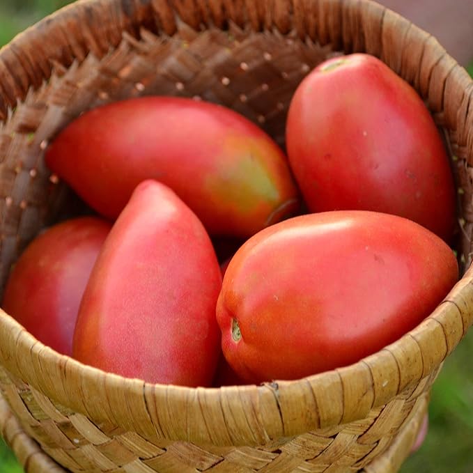 Sheboygan Heirloom Paste Tomato - 50 Seeds - Heirloom & Open-Pollinated Variety, Non-GMO Vegetable Seeds for Planting in The Home Garden, Thresh Seed Company