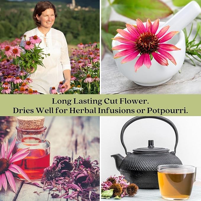 Clovers Garden Deep Rose Coneflower (Echinacea) Plants – Two (2) Live Plants – Non-GMO - Not Seeds - Each 4" to 8" Tall – in 4" Inch Pots – Hardy Flowering Perennial, Pollinator Favorite