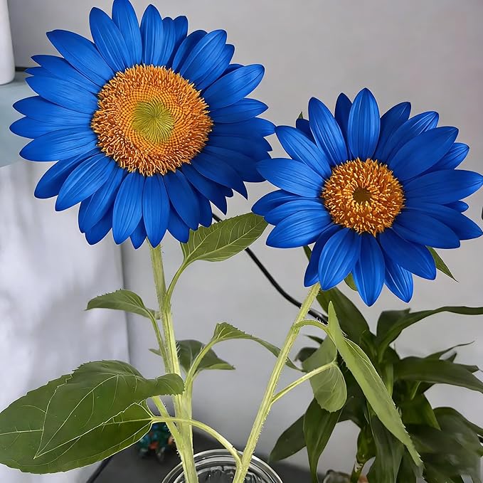 200+ Sunflower Flower Seeds for Planting, Mixed Color Sunflower Seed, Heirloom Non-GMO Perennial Rare Sunflower Flower Seeds for Garden Home