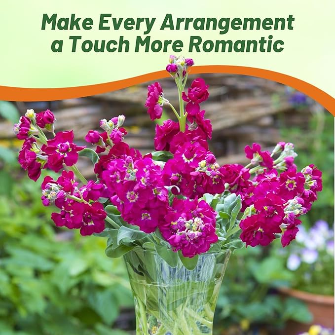 Outsidepride Ten Week Deep Rose Mattiola Stock Seeds - 1000 Pcs Annual Flower Seeds for Planting with Fragrant Blooms that Attract Pollinators, Compact Growth, for Cut Flower Arrangements & Containers