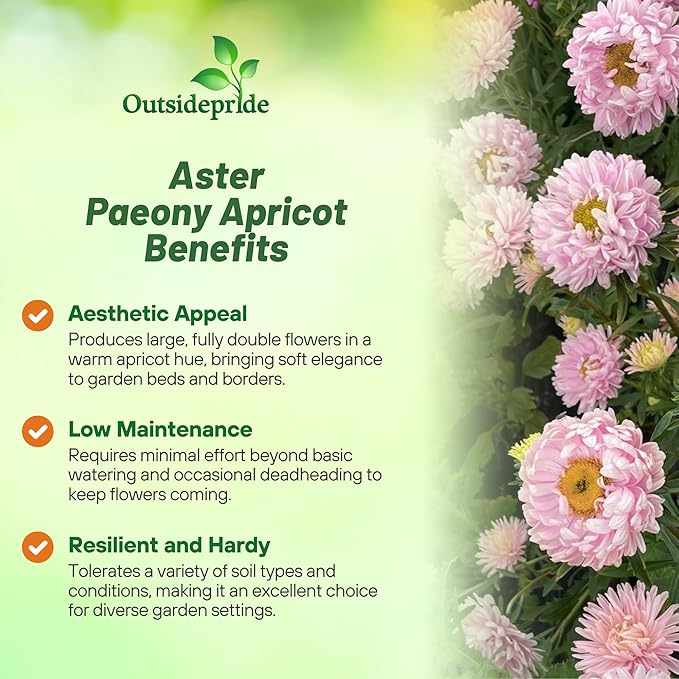 Outsidepride Paeony Aster Seeds - 2,000 Pcs Annual, Hardy & Pollinator Friendly Flower Seeds for Planting Vibrant Double Incurved Apricot Petals, Ideal for Meadows & Aesthetic Gardens