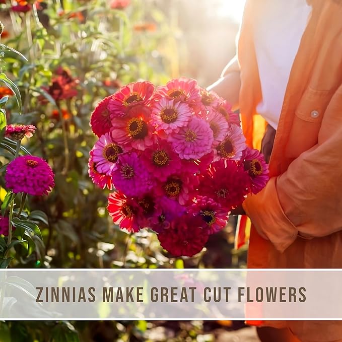 Zinnia Seeds - California Giants Mix - 4000 Seeds - Mixed Colors and Large Blooms, Heirloom Non-GMO USA Grown, Excellent for Pollinators, Annual - Vibrant Flowers for Any Home Garden
