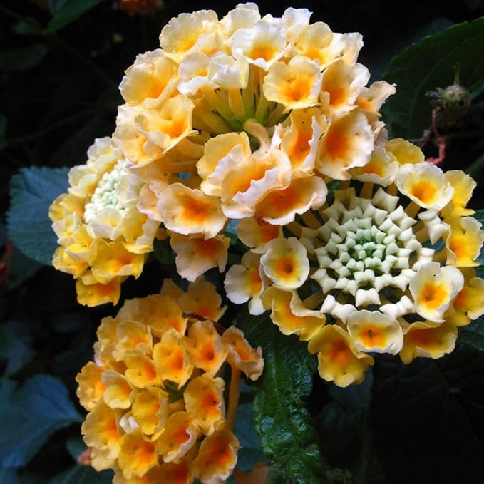 Lantana Flower Seeds for Planting - Mix Color Lantana Seeds to Plant Non-GMO Perennial Flower Garden Outdoor