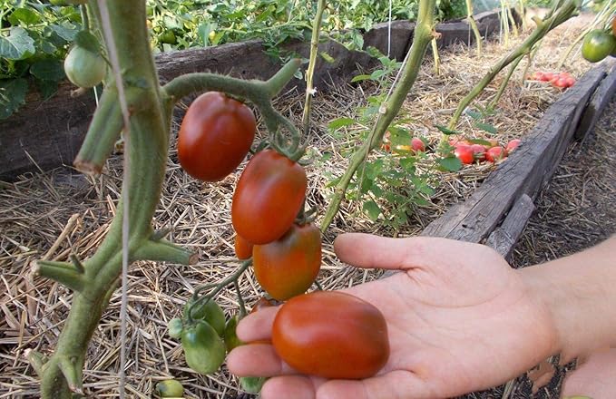 NIKA SEEDS - Seeds Vegetable Black De Barao Tomato - 40 Seeds