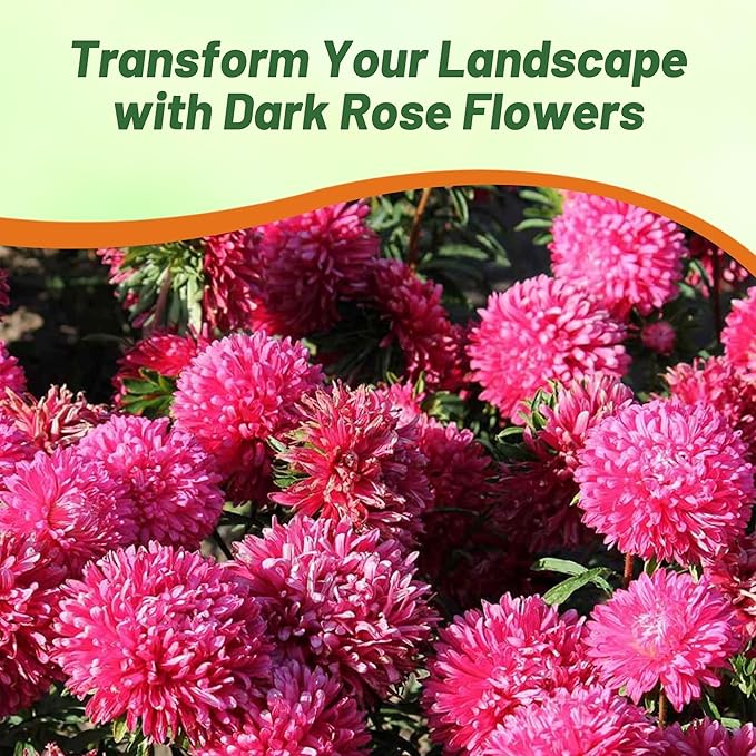 Outsidepride Gremlin Aster Seeds - 2000 Pcs. Annual, Hardy & Pollinator Friendly Flower Seeds for Planting Vibrant Dark Rose Blooms and Oval-Shaped Leaves, Great for Meadows & Aesthetic Gardens