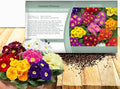 Outsidepride Danova Grower Mix Common Primrose Seeds - 50 Pcs Annual, Hardy, Easy to Grow & Low Maintenance Flower Seeds for Planting Vibrant Soft Blooms, for Containers, Borders & Erosion Control