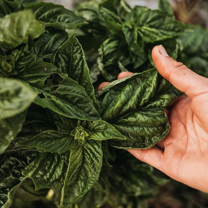 Sweet Mammoth Basil - 250 Seeds - Lettuce Leaf Basil Variety, Large Basil Leaves Great for Pesto & Tomato Basil, Non-GMO Heirloom Basil Seeds for Planting in The Home Garden, Thresh Seed Company