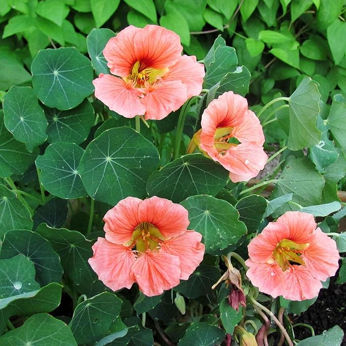 Eden Brothers Nasturtium Seeds - Salmon Baby Non-GMO Seeds for Planting, 1 Ounce | Low-Maintenance Flower Seeds, Plant During Spring Season, Zones 1, 10, 2, 3, 4, 5, 6, 7, 8, 9