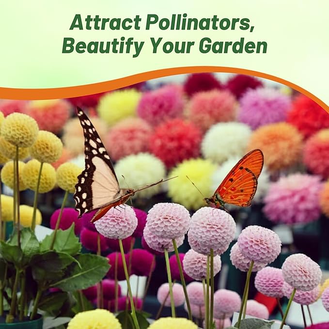 Outsidepride Pompon Dahlia Seeds for Planting - 1000 Pcs Annual, Easy to Grow, Season-Long Flower Seeds with Colorful Blooms for Containers, Pots, Borders, & Gardens, Suitable as Cut Flower