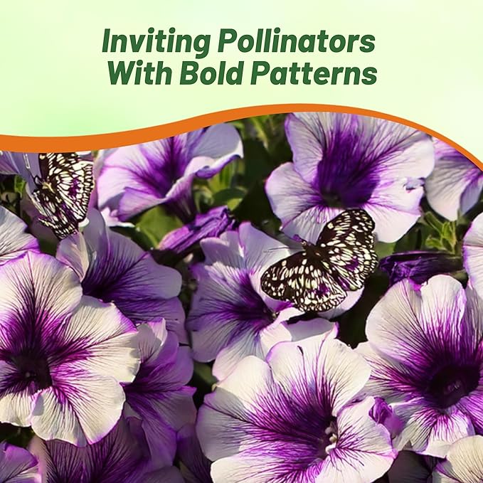 Outsidepride Purple Tie Dye Shock Wave Petunia Seeds - 15 Pcs. Annual, Compact & Spreading Flower Seeds for Planting Low Growing Vibrant Blooms, Garden Beds, Hanging Baskets & Container Displays